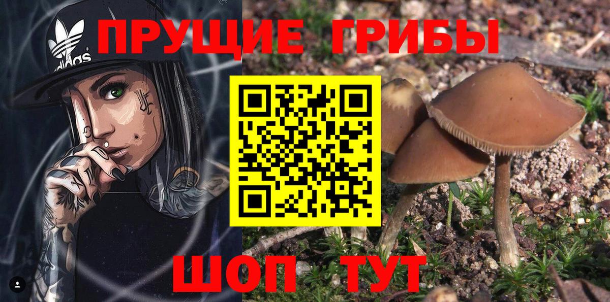 где купить   Вход с VPN  Алушта  Псилоцибиновые грибы Psilocybine cubensis 
